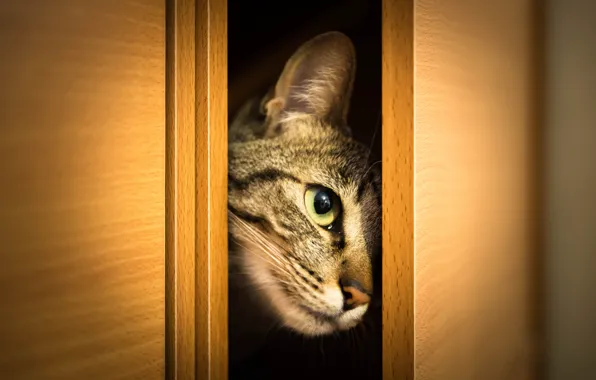 Picture cat, cat, look, face, wardrobe, Peeps, doors
