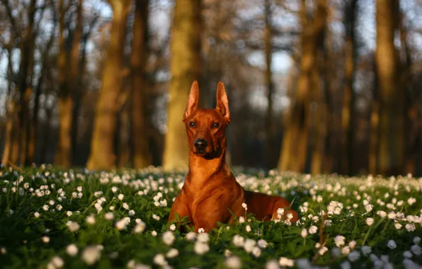 Picture trees, flowers, nature, glade, dog, white, lying