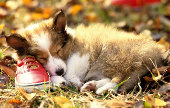 Picture sleep, puppy, Shoes