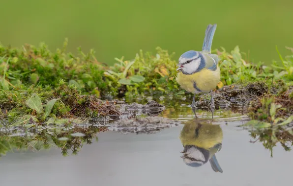 Picture water, reflection, bird, tit, blue tit