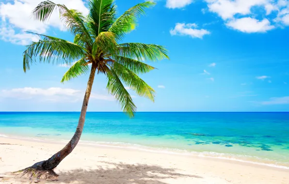 Picture sand, sea, beach, the sun, tropics, the ocean, shore, island, summer, beach, sea, ocean, coast, …