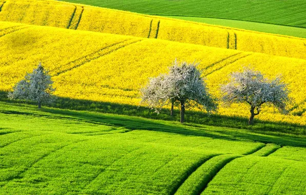 Picture field, trees, hills, spring, Germany, rape
