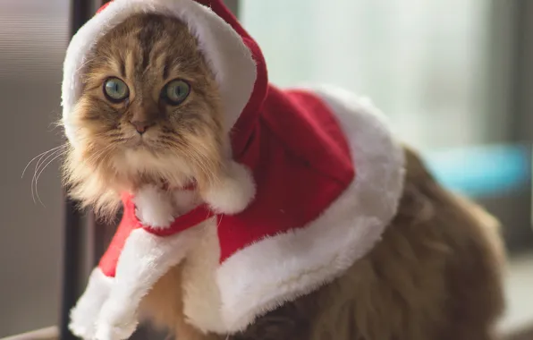 Picture eyes, animal, Cats, costume, Ben Torode, Christmas Cat