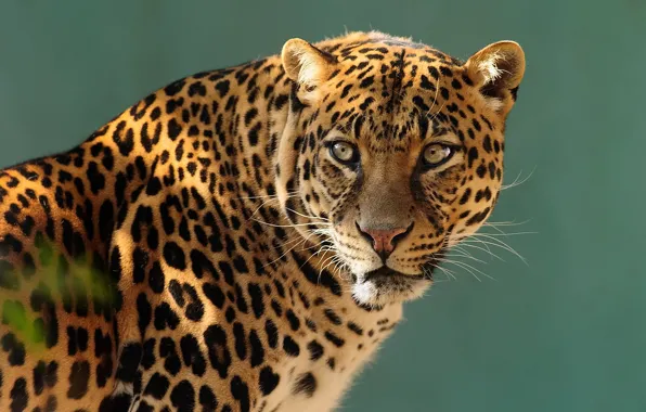 Picture look, face, predator, leopard, profile
