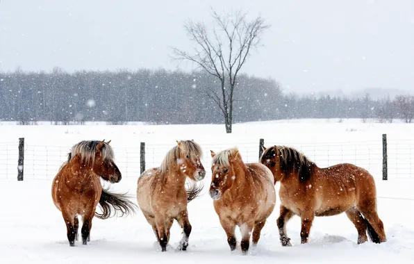 Picture winter, animals, snow, snowflakes, nature, horses, fence, horse