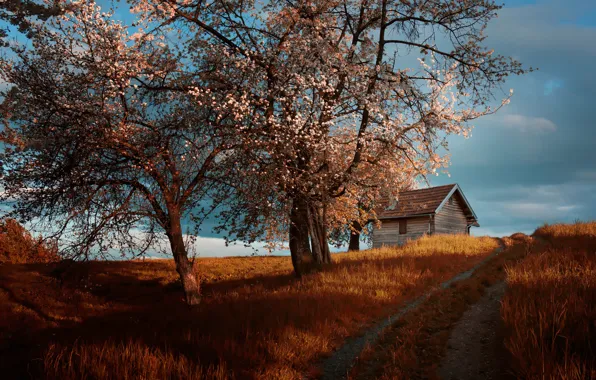 Picture road, trees, house, spring, flowering, cottage, Amir Bajrich