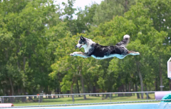 Picture jump, dog, pool, flight, The border collie