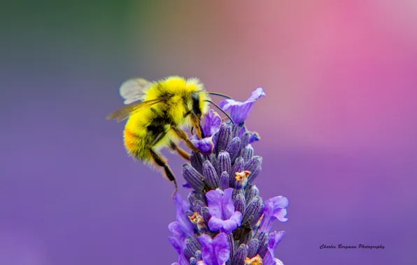 Picture flower, macro, bee, lavender