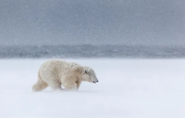 Picture cold, snow, the wind, Blizzard, North, Blizzard, white bear