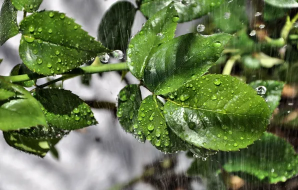 Picture leaves, drops, macro, rain
