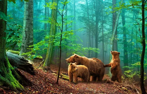 Picture forest, bears, bears in the woods