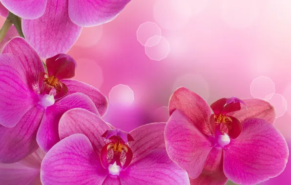 Picture flowers, tenderness, beauty, petals, orchids, Orchid, pink, flowers, beauty, Phalaenopsis, phalaenopsis, Orchid, petals, tenderness, bright, …