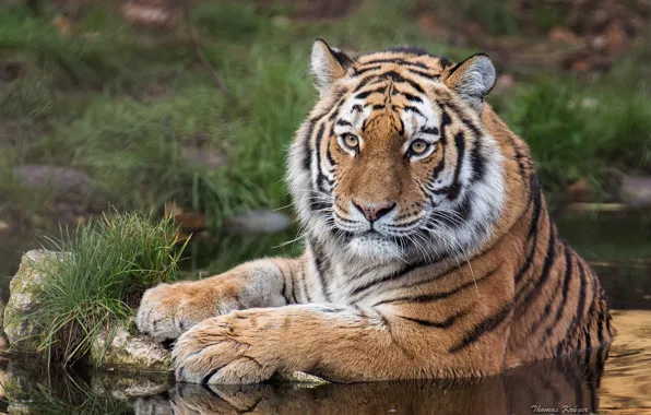 Picture look, water, tiger, predator, wild cat, The Amur tiger