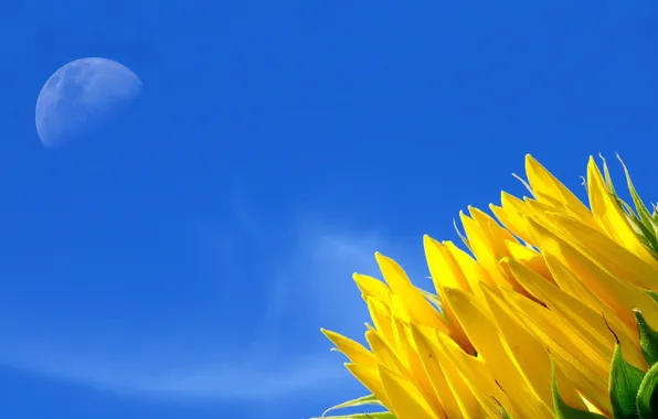 Picture flower, the sky, yellow