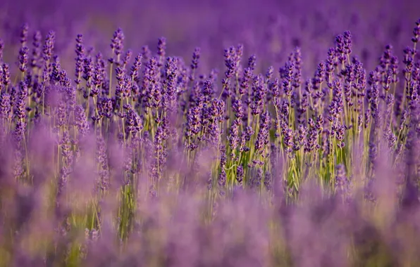 Picture field, flowers, nature, blur, purple, lavender, lilac