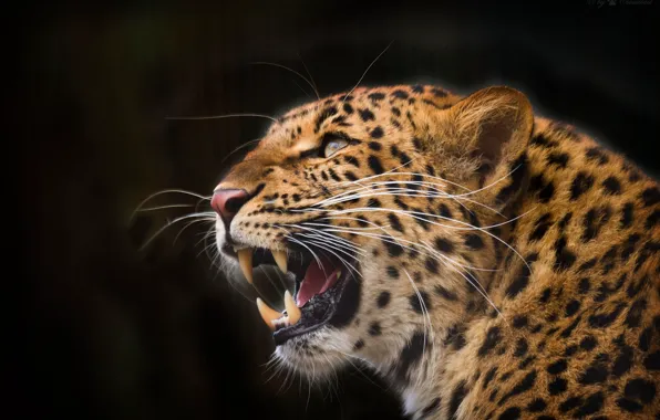 Picture face, anger, predator, rage, mouth, leopard, fangs, grin, wild cat, look up