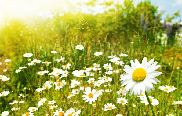 Wallpaper flowers, chamomile, plants, Daisy, macro field images for ...