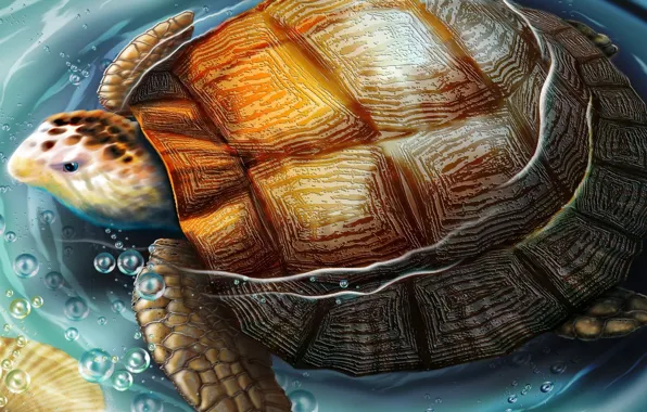Picture water, figure, turtle