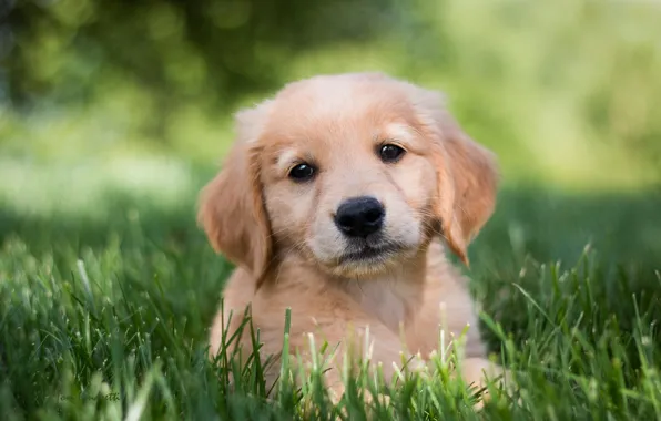 Picture grass, look, dog, puppy, Golden Retriever, Golden Retriever
