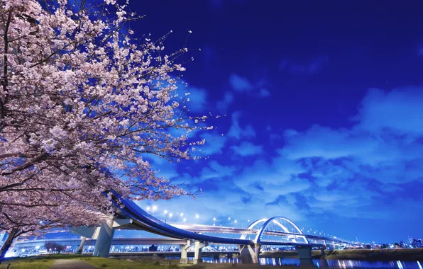 Picture bridge, river, tree, Japan, lights