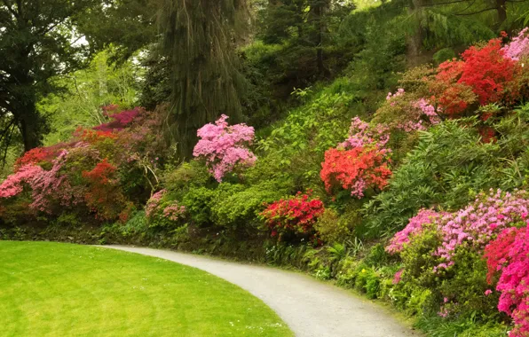Picture trees, flowers, Park, lawn, track, UK, the bushes, Azalea, Bodnant Gardens Wales