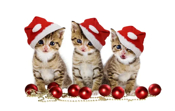 Picture christmas, magic, balls, hat, kitten, eyes, cat, beautiful, pretty, beauty, kitty, merry christmas, sweet, cats, …
