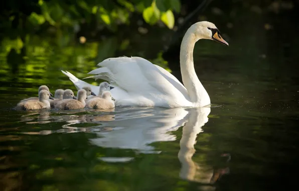 Picture swans, Chicks, motherhood, the Lebeda