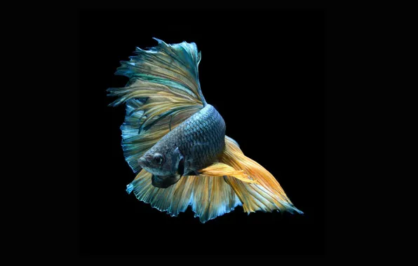 Picture dark, beautiful, striking, colorful fish