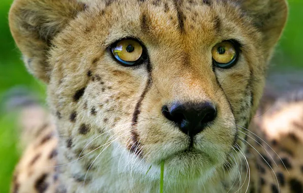 Picture cat, look, face, predator, Cheetah