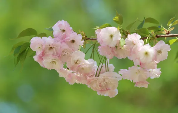 Picture macro, cherry, background, branch, Sakura, flowering, flowers