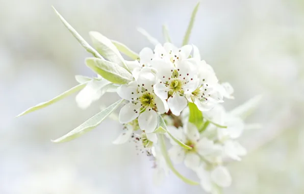 Picture leaves, macro, flowers, nature, tree, branch, spring, petals, white, flowering