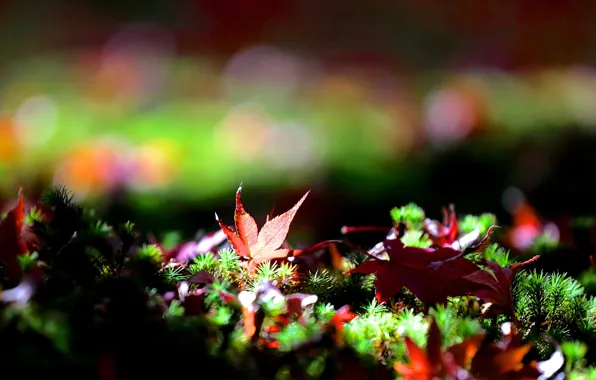 Picture grass, leaves, fallen, maple, bokeh, autumn