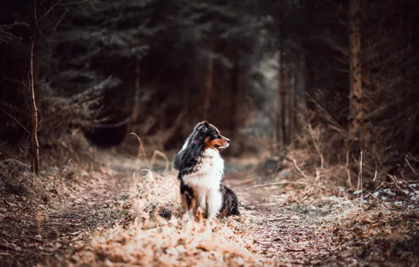 Picture forest, road, dog, australian shepherd, canine