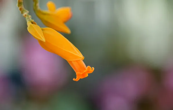 Picture flower, macro, yellow, nature
