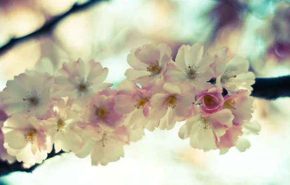 Picture the sky, macro, flowers, tenderness, branch, spring, light, Sakura, pink, flowering