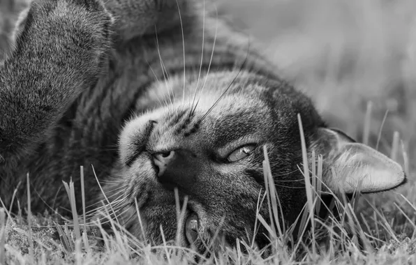 Picture cat, look, muzzle, black and white, monochrome