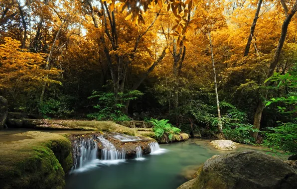Picture autumn, forest, trees, stream, waterfall, moss, the bushes