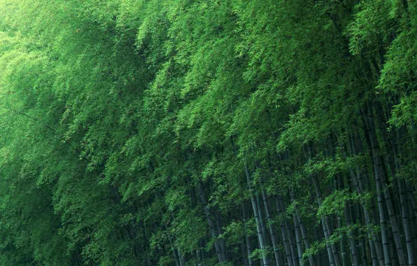 Picture trees, green, bamboo