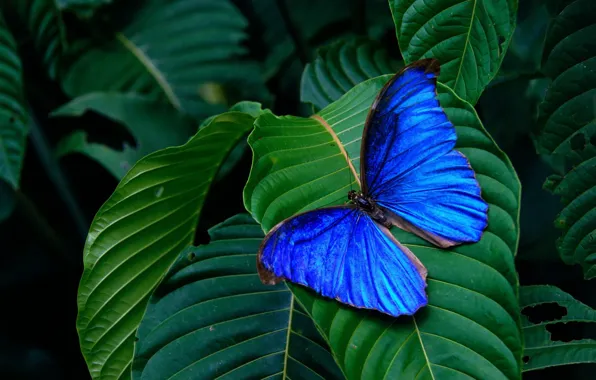Picture leaves, background, butterfly, wings, insect, green, blue
