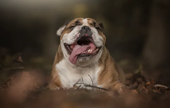 Picture autumn, forest, language, face, leaves, dog, English bulldog