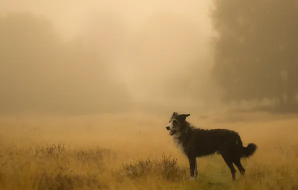 Picture field, fog, dog