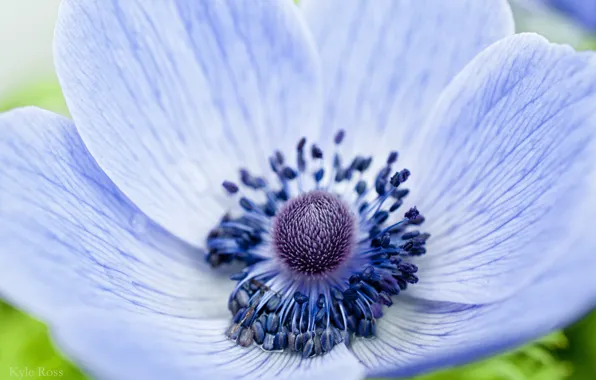 Picture flower, macro, blue, focus, petals, Anemone, anemone