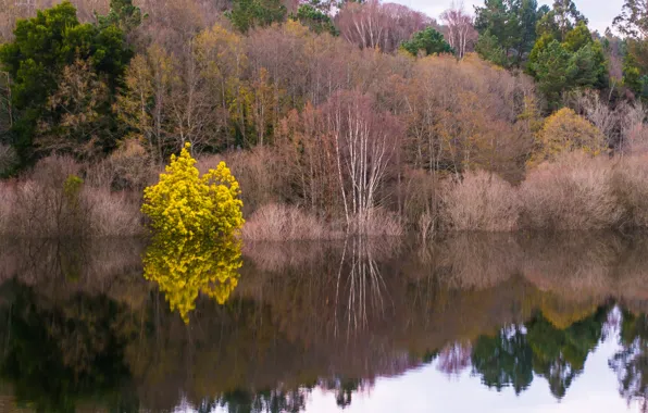 Picture autumn, forest, trees, lake, river
