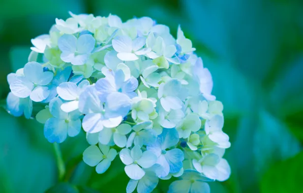 Picture petals, flowers, blue, hydrangea, splendor