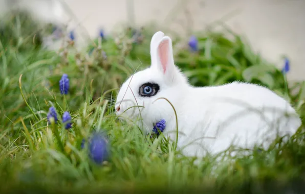 Picture white, grass, flowers, rabbit, bokeh, white rabbit