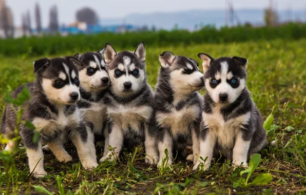 Picture puppies, blue eyes, beautiful, black and white, Husky