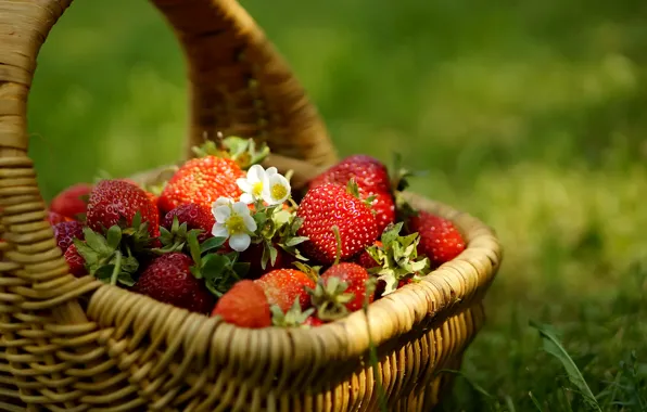Picture grass, berries, Strawberry, flowers, basket