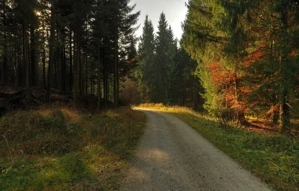 Picture forest, morning, Autumn, track, forest, autumn, morning, path, September, September