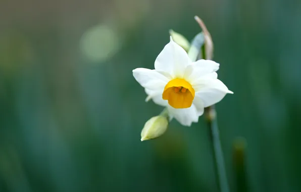 Picture white, flower, leaves, macro, nature, green, plants, spring, petals, stem, Narcissus