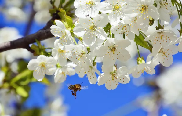 Picture macro, nature, cherry, bee, branch, spring, insect, flowering, flowers